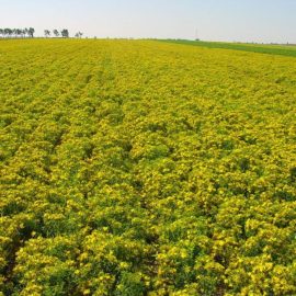 Жълт кантарион – засаждане, отглеждане и събиране на реколтата ARM BG Community
