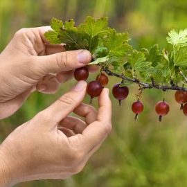 Цариградско грозде – засаждане, отглеждане и събиране на реколтата ARM BG Community