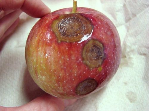ябълка-антракноза