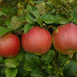 ябълка-контрол-на-болести-и-вредители