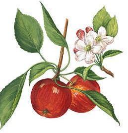 ябълково-дърво-особености
