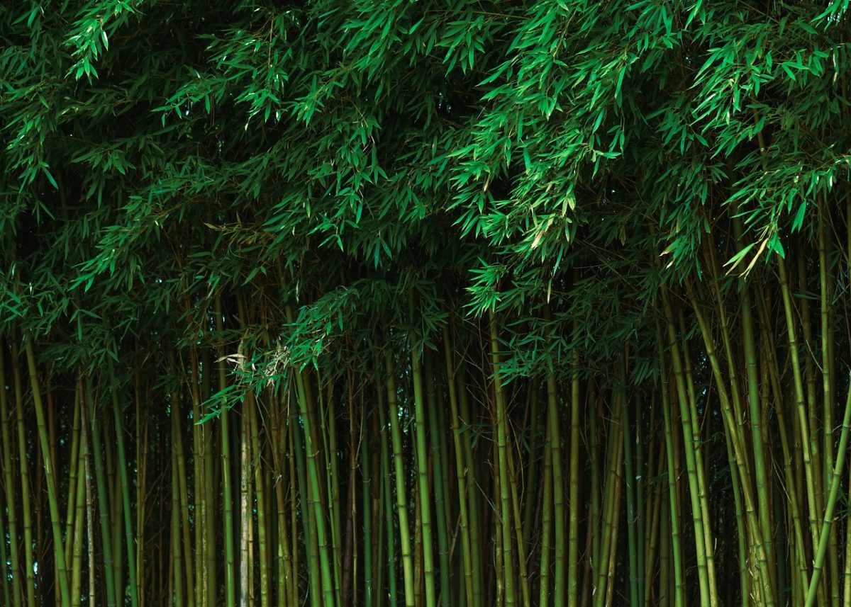 bambuk
