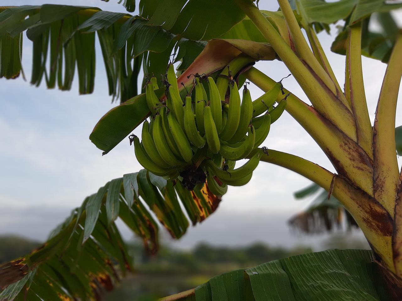 bananovo-darvo