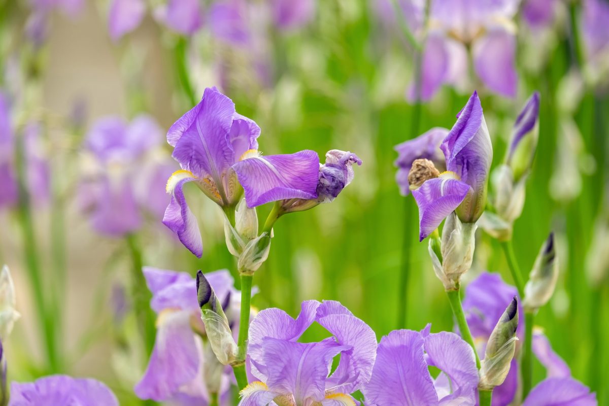 florentinski-iris