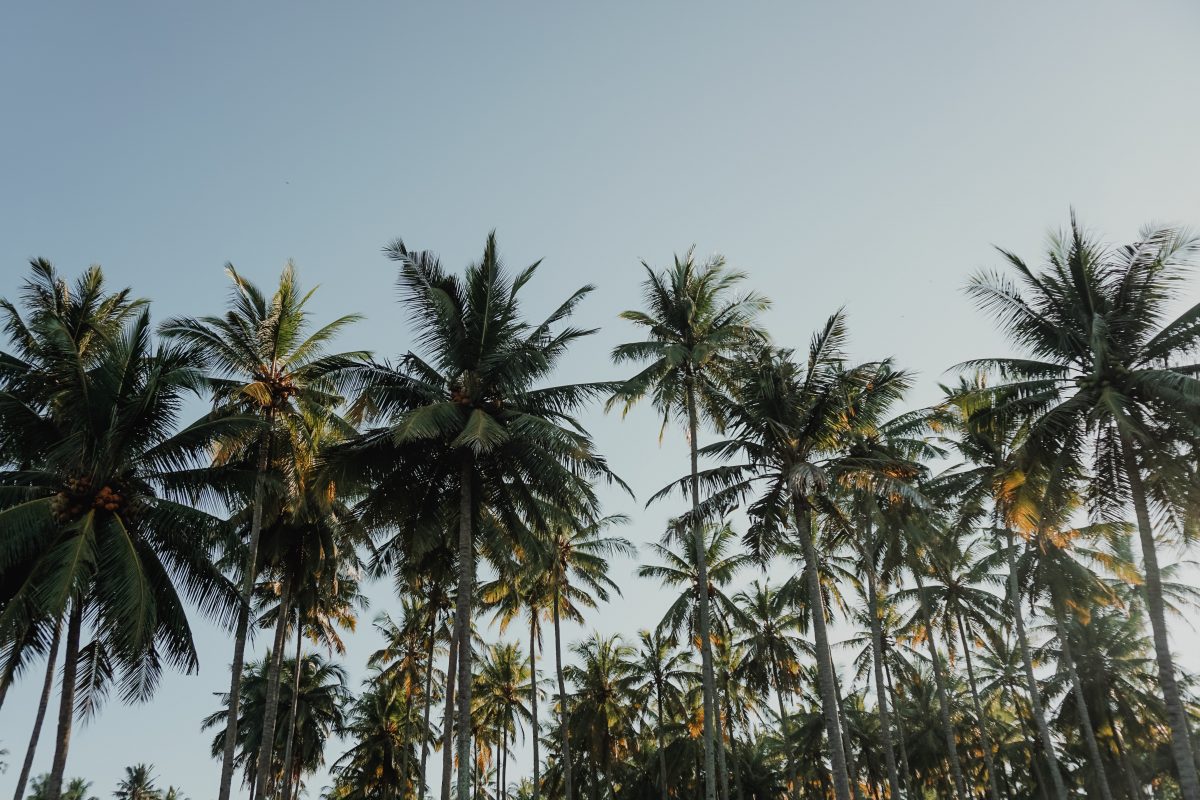 palmovi-darveta