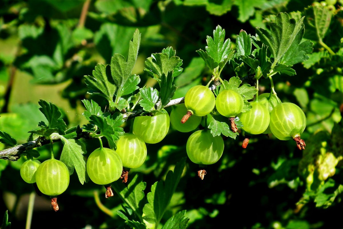 tsarigradsko-grozde