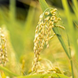 Ориз – технология за отглеждане и събиране на реколтата ARM BG Community