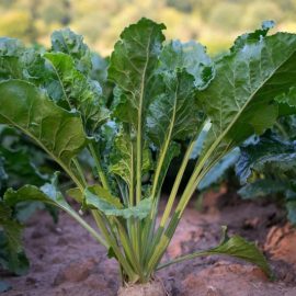 Захарно цвекло – технология за отглеждане и събиране на реколтата ARM BG Community