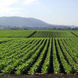 Тютюн – технология за отглеждане и събиране на реколтата ARM BG Community