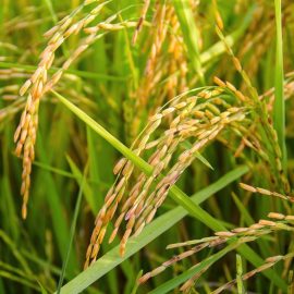 Ориз – технология за отглеждане и събиране на реколтата ARM BG Community