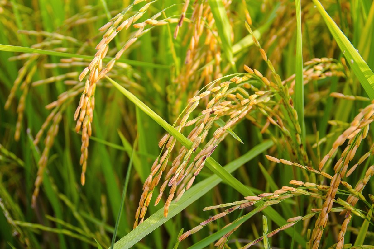 Ориз - технология за отглеждане и събиране на реколтата