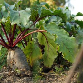Фуражно цвекло – технология за отглеждане и събиране на реколтата ARM BG Community
