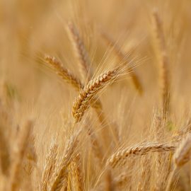 Пшеница – технология за отглеждане и събиране на реколтата ARM BG Community