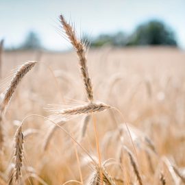 Пшеница – технология за отглеждане и събиране на реколтата ARM BG Community