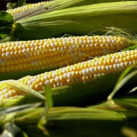 Сладка царевица – технология за отглеждане и събиране на реколтата ARM BG Community