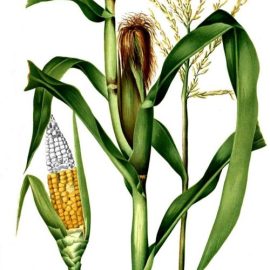 Сладка царевица – технология за отглеждане и събиране на реколтата ARM BG Community