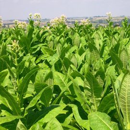 Тютюн – технология за отглеждане и събиране на реколтата ARM BG Community