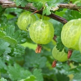 Цариградско грозде – третирания, контрол на болести и вредители ARM BG Community