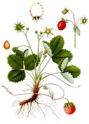 ягода-ботанически-характеристики