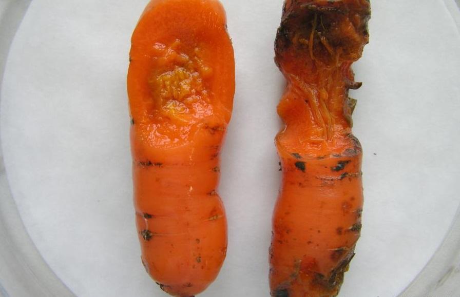 бактериално-меко-гниене-при-моркови-2