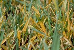 жълта-ръжда-по-пшеница-третирания