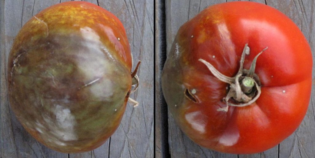 късна-мана-по-доматите-заразяване