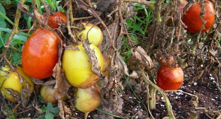късна-мана-по-доматите-идентифициране-и-контрол
