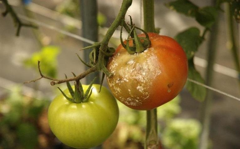 късна-мана-по-доматите-симптоми