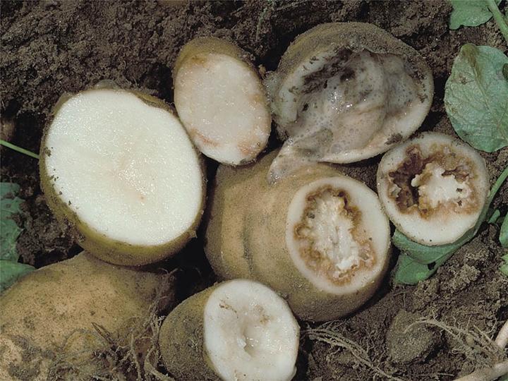 пръстеновидно-гниене-по-картофите-симптоми