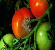Сива плесен по домати (Botrytis cinerea) – идентифициране и контрол ARM BG Community