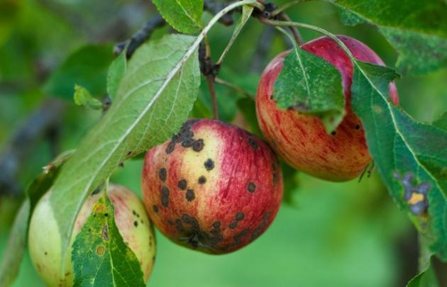 струпясване-по-ябълка-симптоми