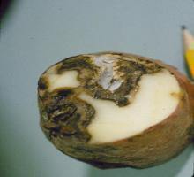 фузарийно-сухо-гниене-при-картофи-третирания-1