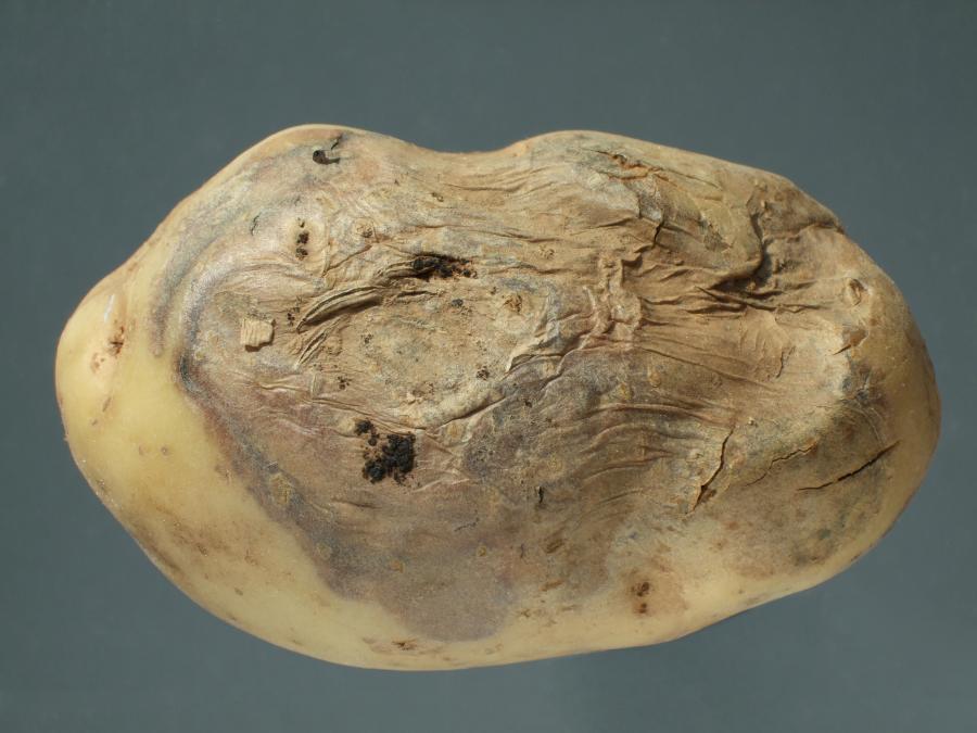 фузарийно-сухо-гниене-при-картофи-третирания