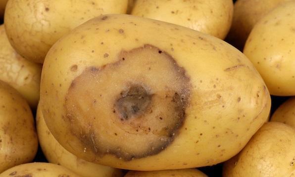 черно-краче-по-картофи-заразяване