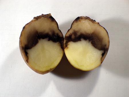 черно-краче-по-картофи-третирания