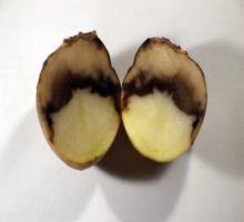 черно-краче-при-картофи-третирания