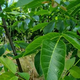 Орехово дърво – защо орехите ми почерняват? ARM BG Community