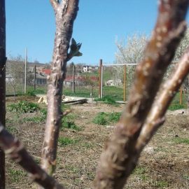 Ябълково дърво, атакувано от биволски скакалец ARM BG Community