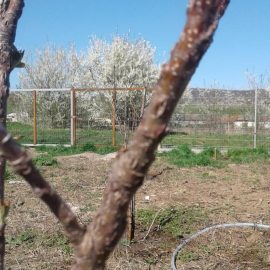 Ябълково дърво, атакувано от биволски скакалец ARM BG Community