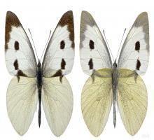 зелева-пеперуда-възрастно