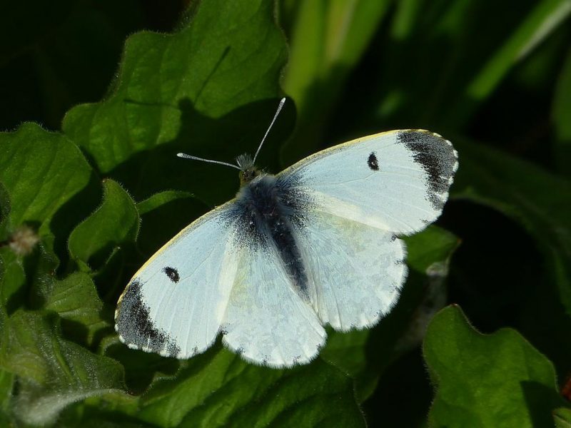 Зелева пеперуда (Pieris brassicae) - пест мениджмънт