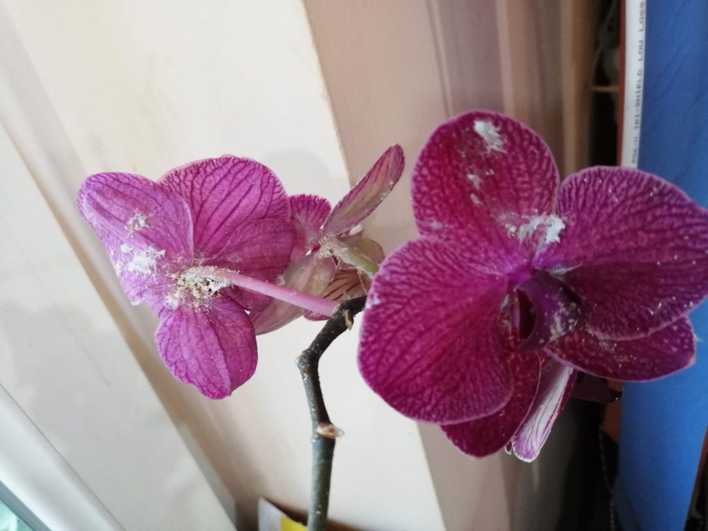 лъжещитоносна-въшка-при-орхидеи