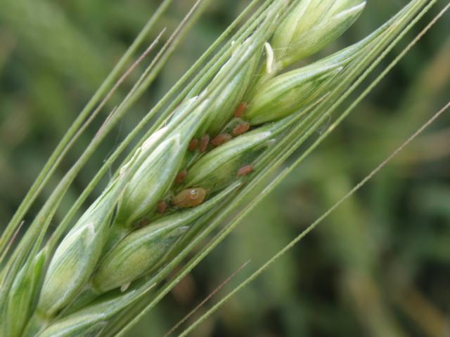 пшеничен-трипс-нападение
