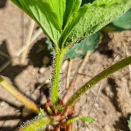 Домати и ягоди – органично третиране срещу листни въшки ARM BG Community