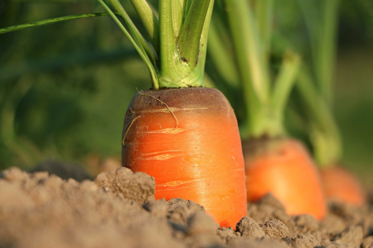 Морков, третирания срещу болести и вредители