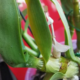 Орхидея – лепкави капки, пожълтяващи листа ARM BG Community