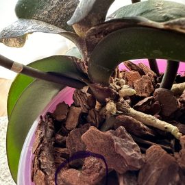 Орхидеи – болни листа, белезникави петна ARM BG Community