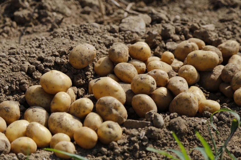 картофи-контрол-на-болести-и-вредители
