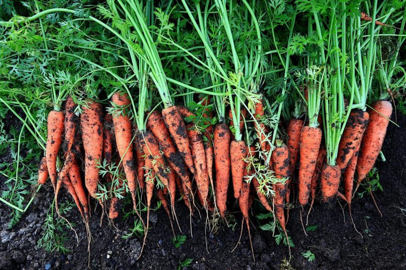 морков-контрол-на-болести-и-вредители