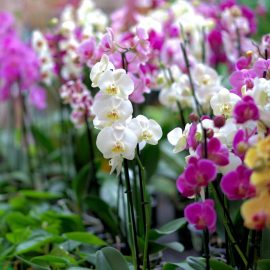 орхидеи-основни-видове-и-родове